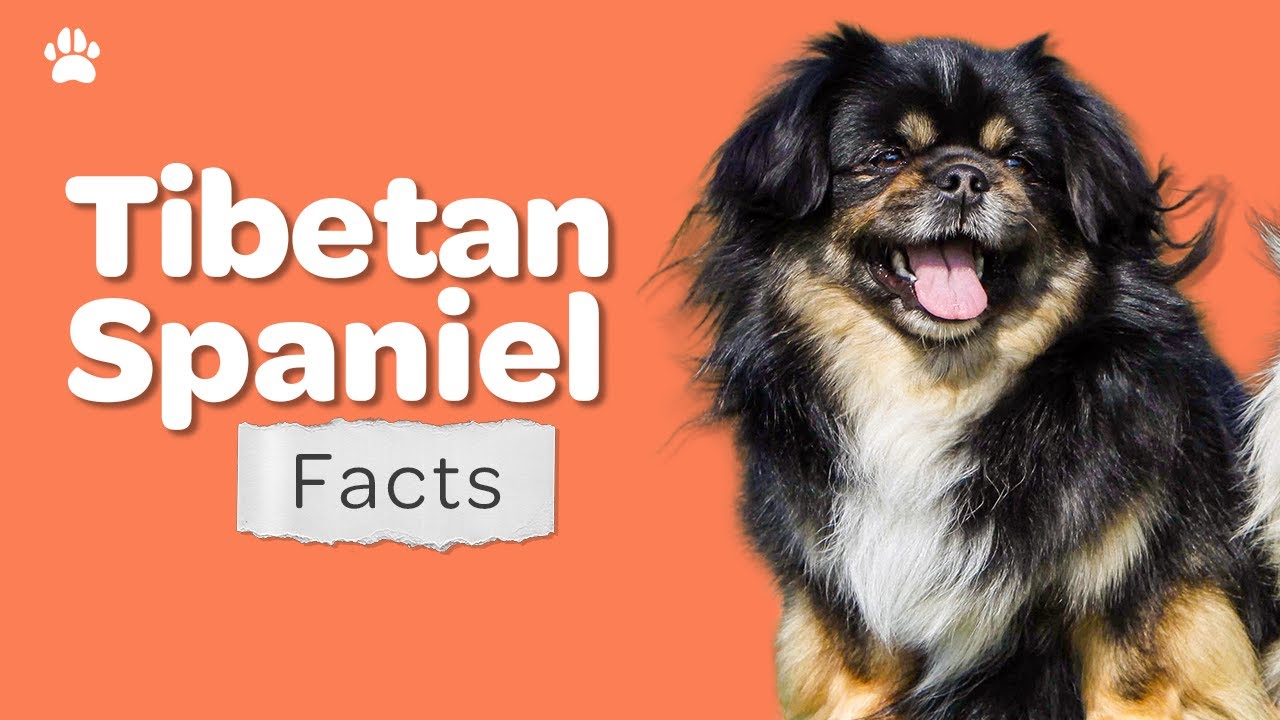 10 Things To Know Before You Get A Tibetan Spaniel