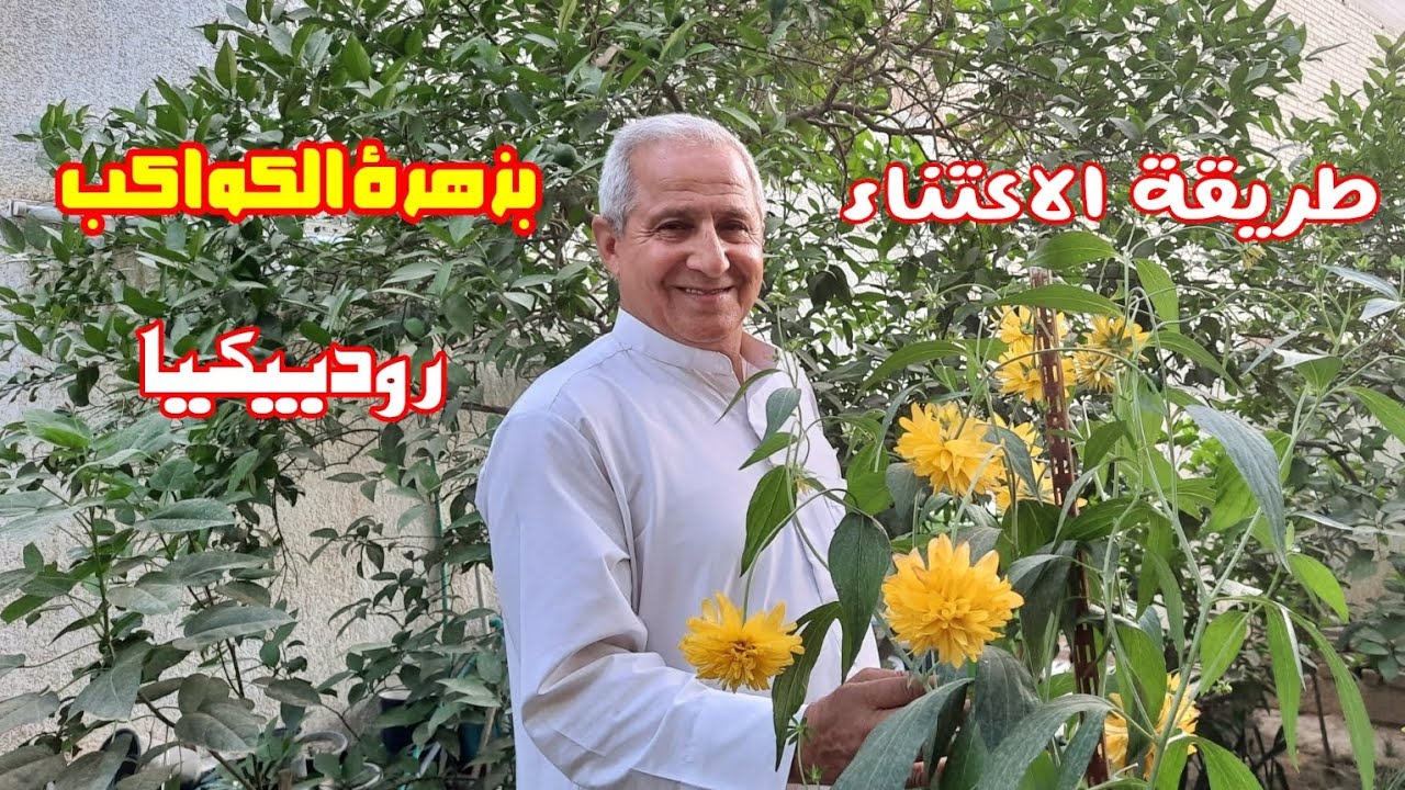 طريقة الاعتناء واكثار زهرة الكواكب او الرودبيكيا Rudbeckia laciniata 'Hortensia