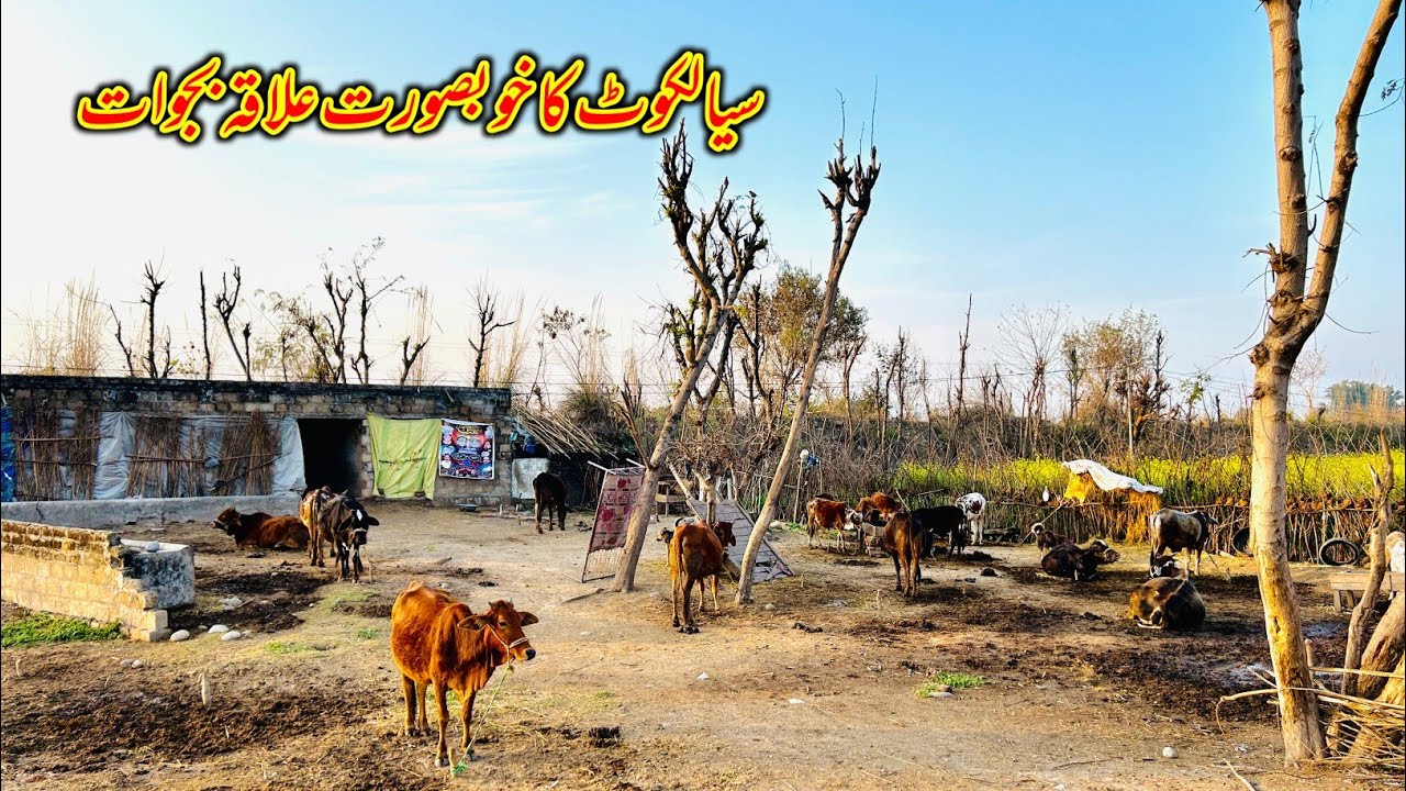 Village Life in Bajwat Sialkot | Bajwat Valley Tour | India Pakistan Border 