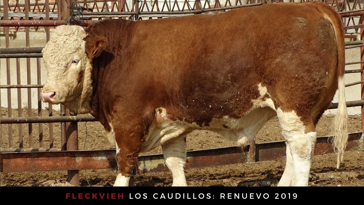 Fleckvieh los Caudillos: Novillas y Toro 2019