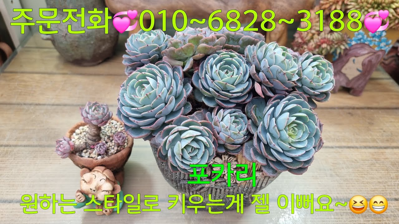 (26.2.5.목)💞판매완료💞포카리💞미어터지게 심어요~😁😆