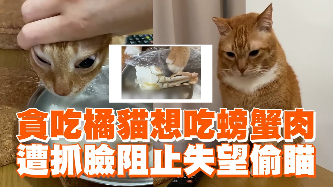 貪吃橘貓想吃螃蟹肉　遭抓臉阻止失望偷瞄 ｜#寵物雲