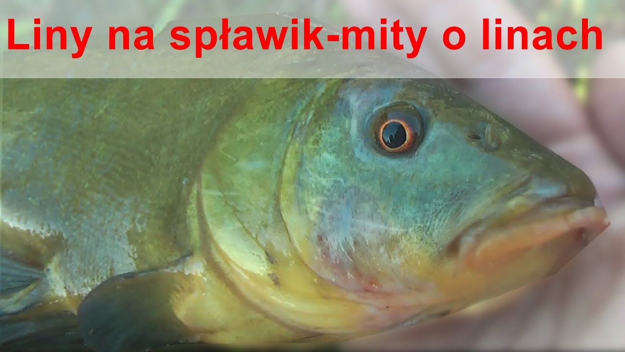 PIĘKNE LINY NA SPŁAWIK | obalamy mity o połowie LINÓW