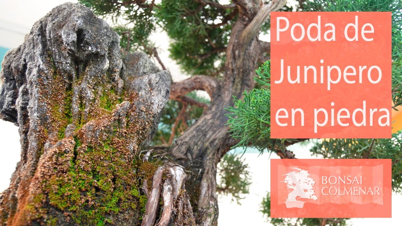 Poda de Junipero en piedra - Bonsai Colmenar
