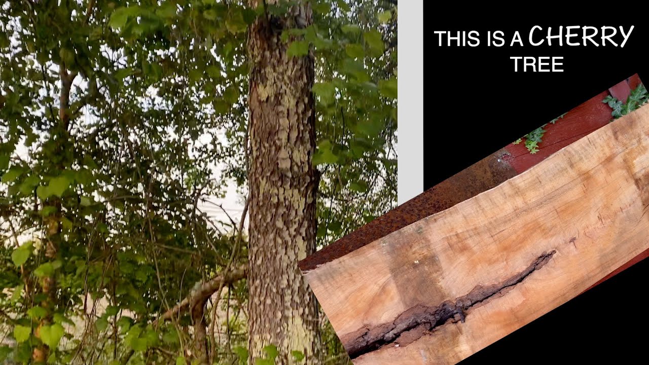 What does a cherry tree look like in back woods of GA? FIND OUT!