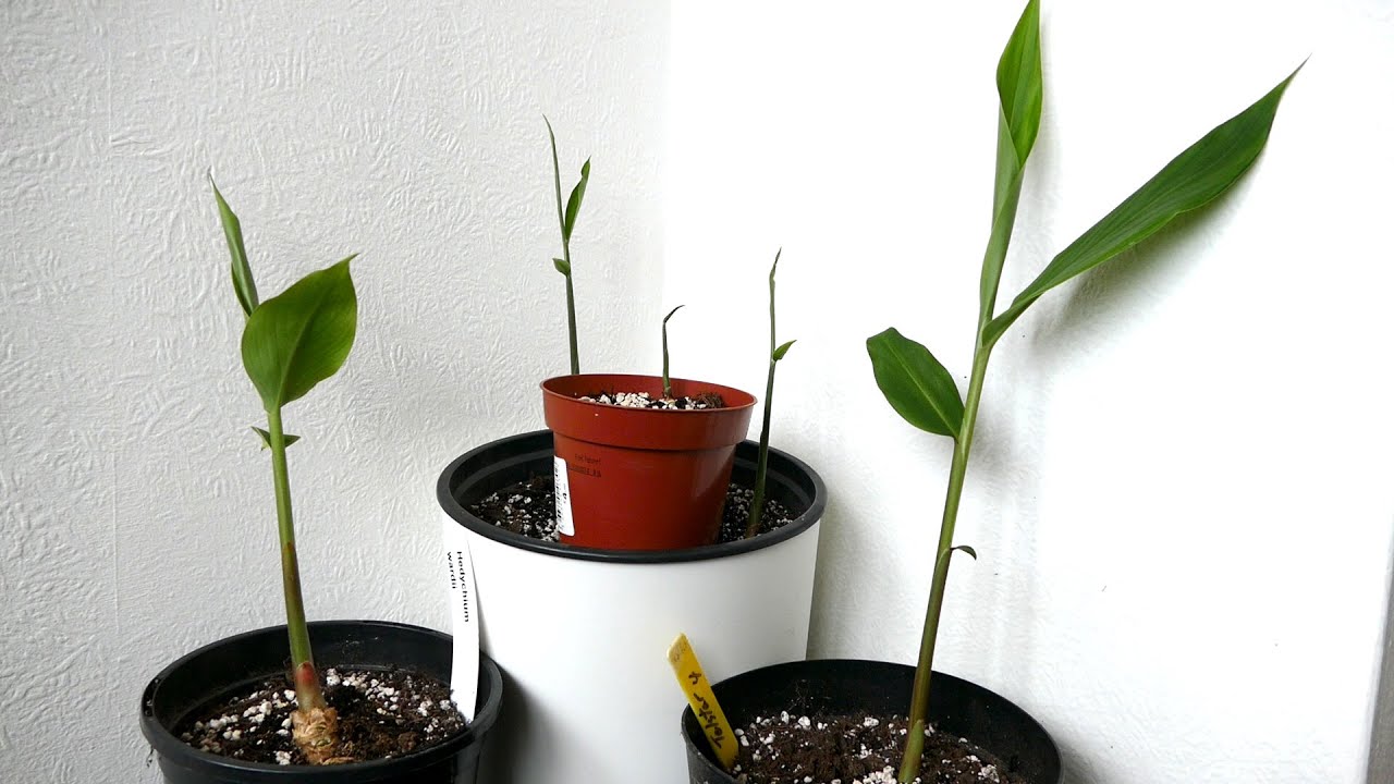 Ginger Update And Introducing Two New Hardy Gingers (Hedychium)