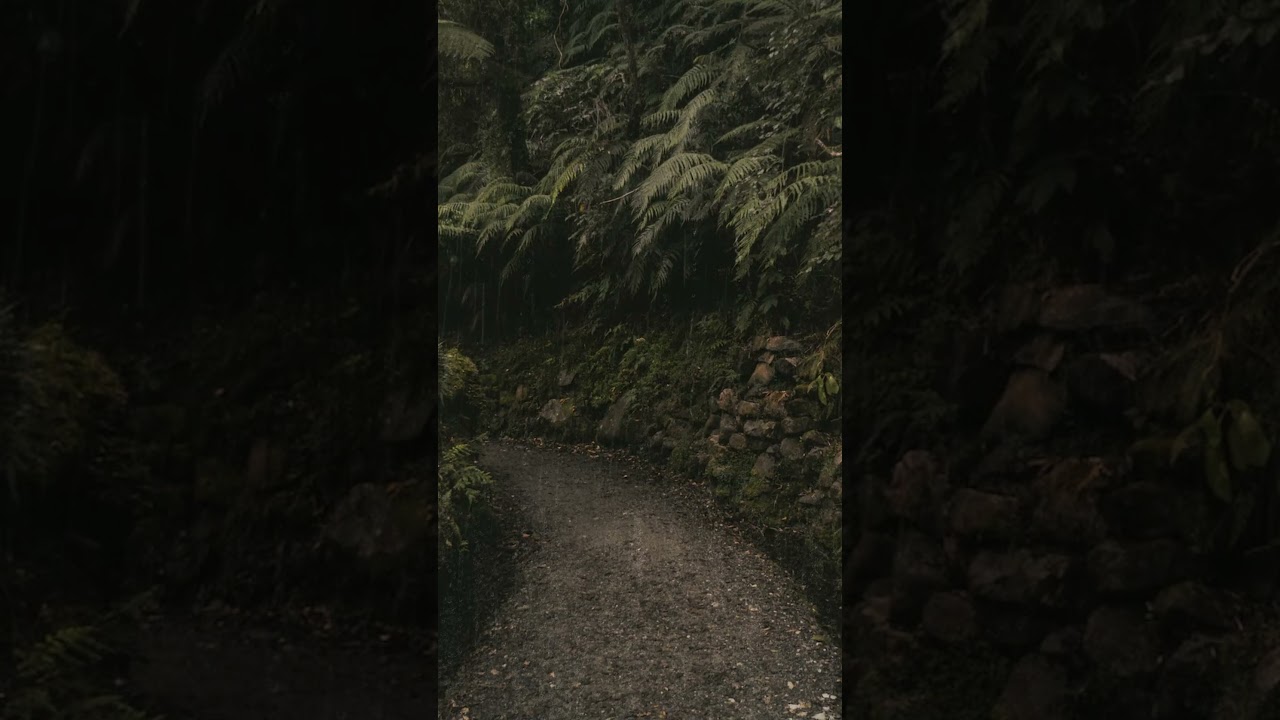 Soothing Storm: Find Comfort in the Embrace of Rain and Thunder in the Forest for Sleep