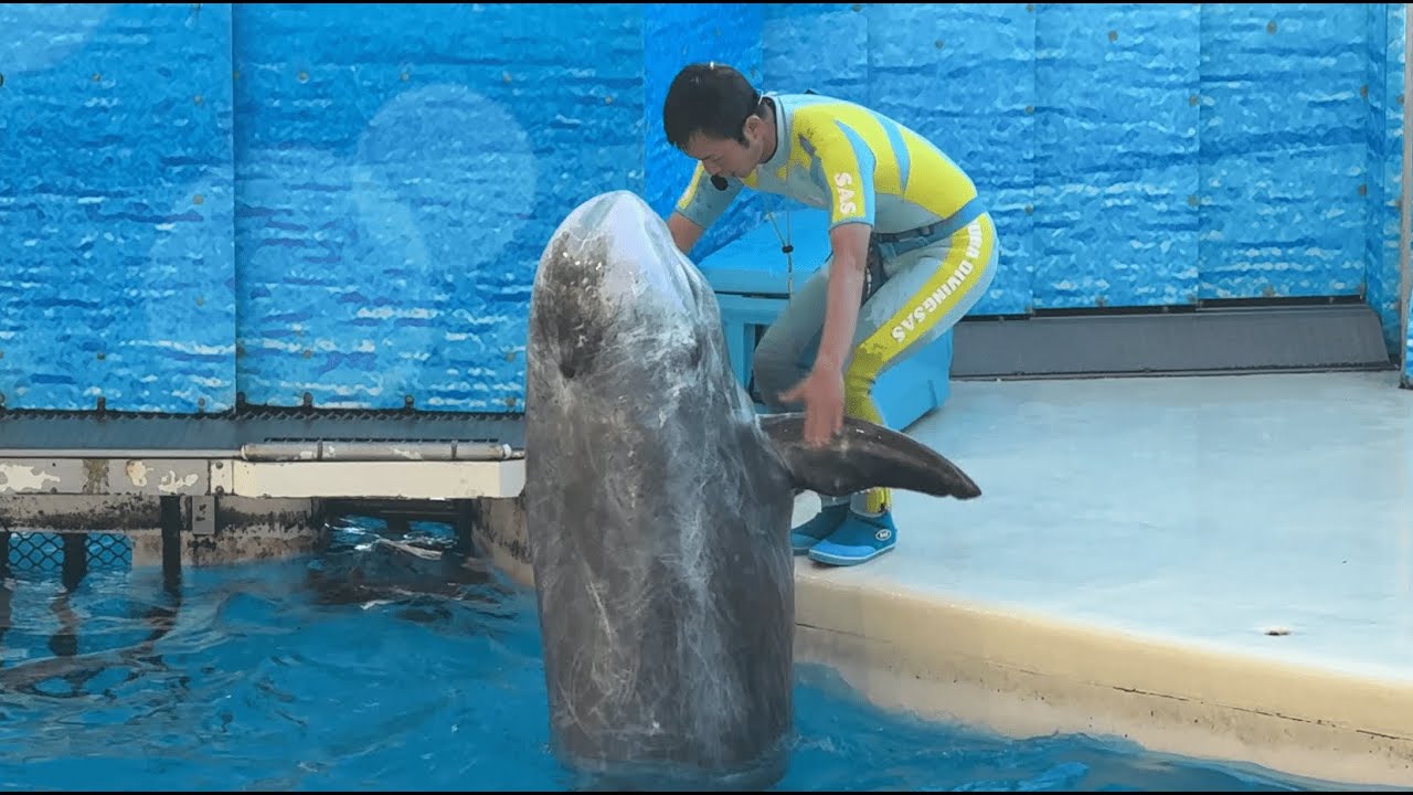 新江ノ島水族館 えのすい イルカショー (バンドウイルカ・ハナゴンドウ)  