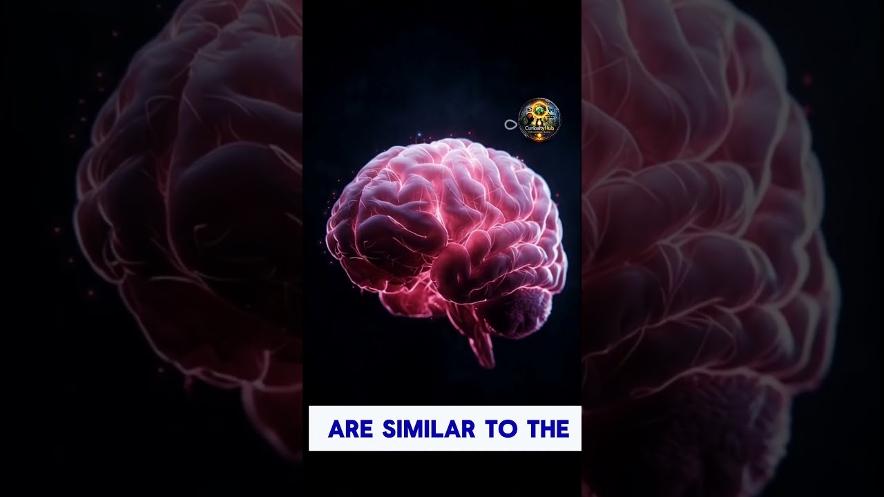 Tw&oacute;j m&oacute;zg w miłości #lovedecode2026 #walentynki #psychologia #faktymilościowe #m&oacute;zg #neuroscience