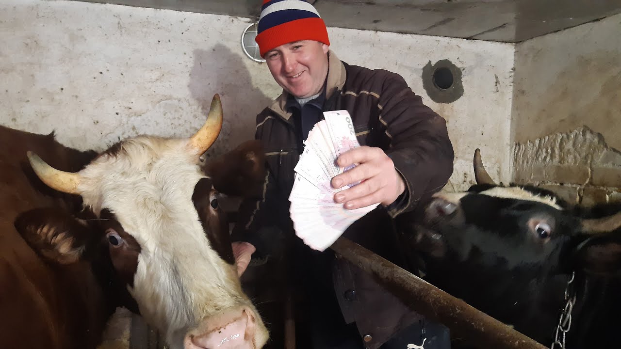 Скільки корова заробляє в Україні, просто ШОК ось чому вимирає село...