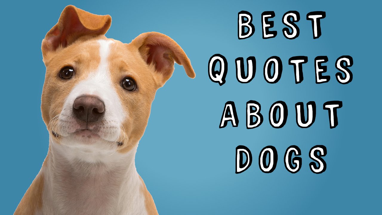 Best Quotes About Dogs