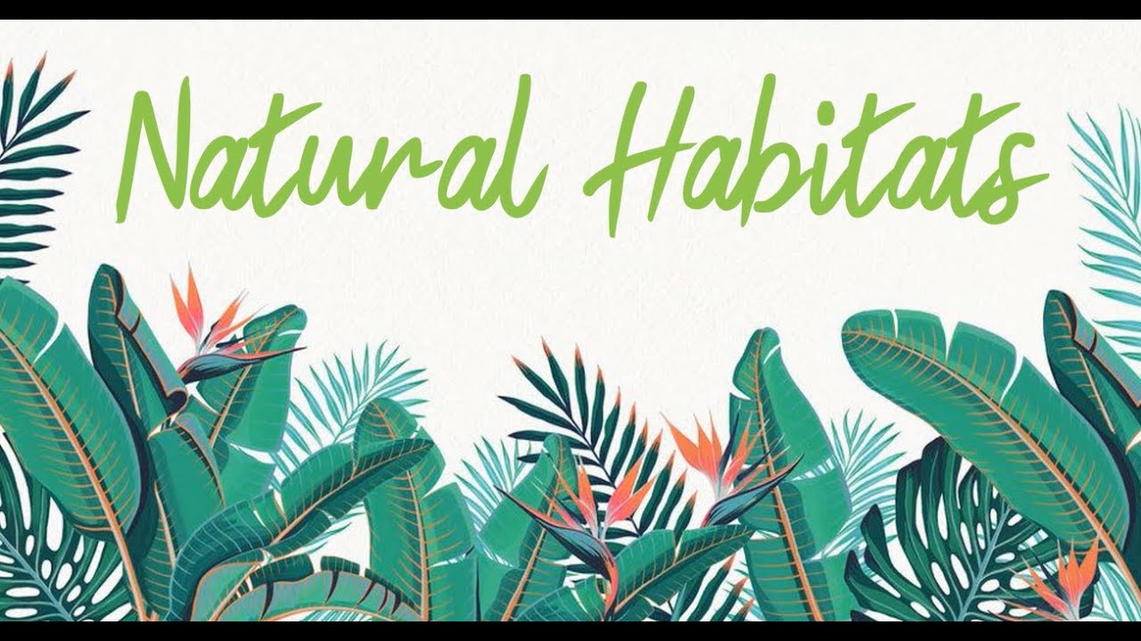 Inglés 6º básico   Natural habitats