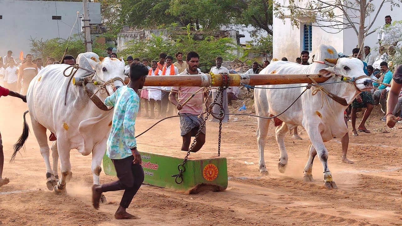 2026-గుర్రబ్బాడు.న్వూకేటగిరి.🥉🏆.9వ జత.SBR BULLS షేక్ మహమ్మద్ పరిధ్ గారు ఎ.నారయణపురం గ్రామం అనంతపురం 