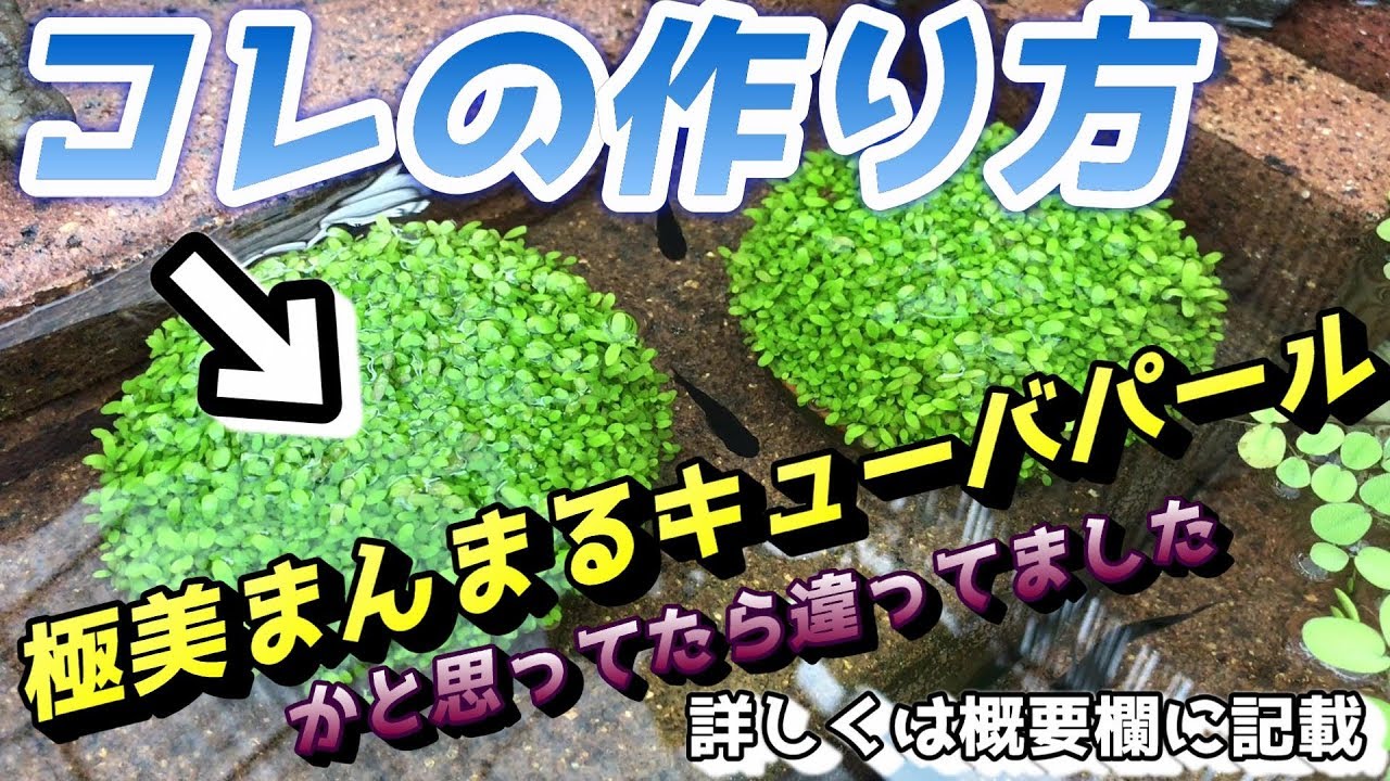 【めだかのビオトープ】メダカも喜ぶ！？極美まんまるキューバパールグラス？の育て方・作り方