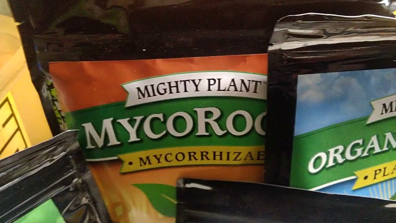mighty plant with South bay genetics 🔥 Time
