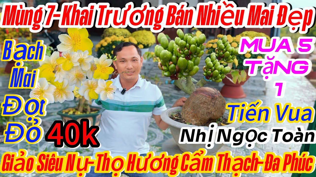 Mùng 7☎️ 0987419023 ☎️🌴mai vàng giá rẻ🌴15 mã số-nhị Ngọc toàn-siêu bông bình lợi-bạch mai đọt đỏ