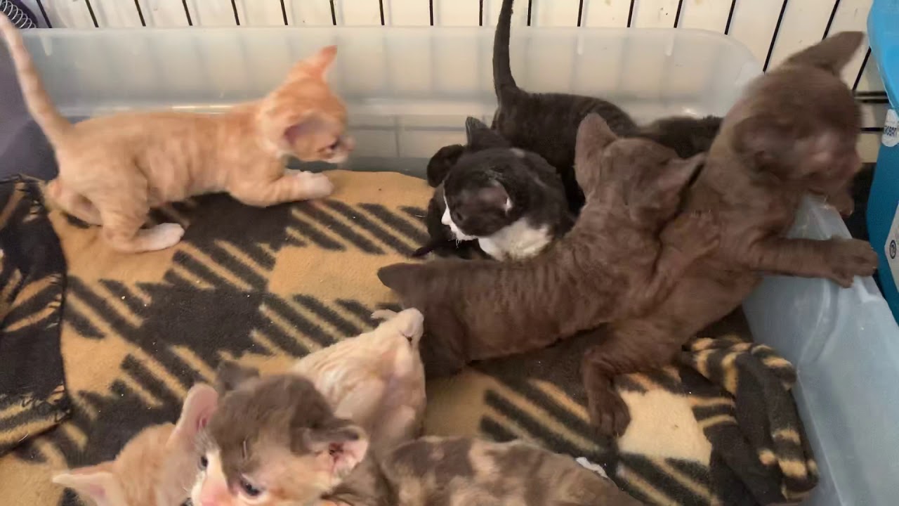 Minskin kittens learning how to play.
