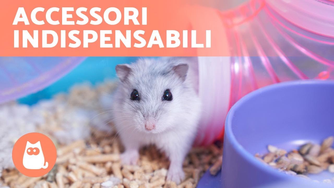 5 ACCESSORI BASE per un CRICETO 🐹 (Allestire della Gabbietta)