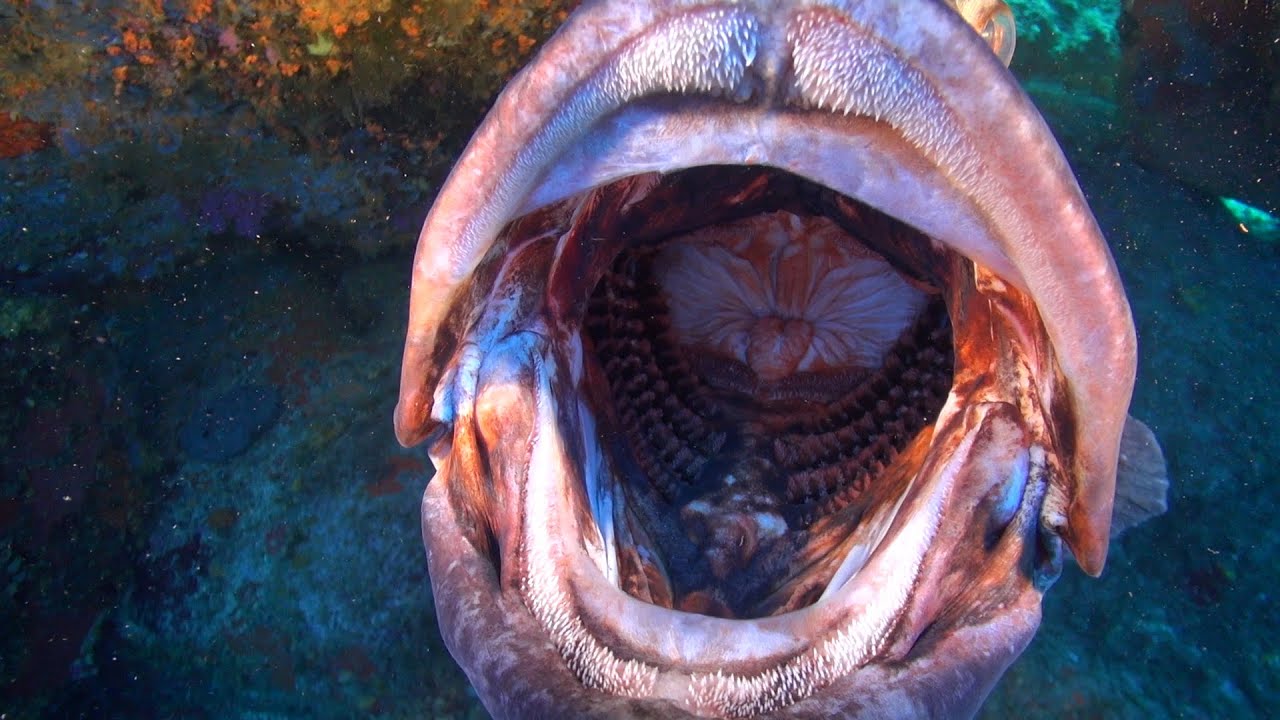 Corse  Un m&eacute;rou ouvre sa gueule juste devant la camera M&eacute;rou de M&eacute;diterran&eacute;e  Epinephelus marginatus