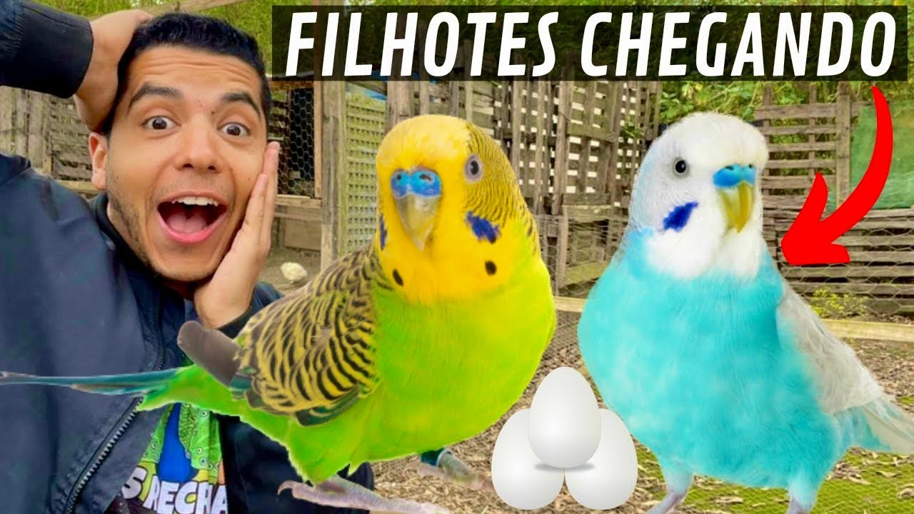 Grou Coroado no Tronco | Novidade no ninho do periquito Australiano | Aves Recriar