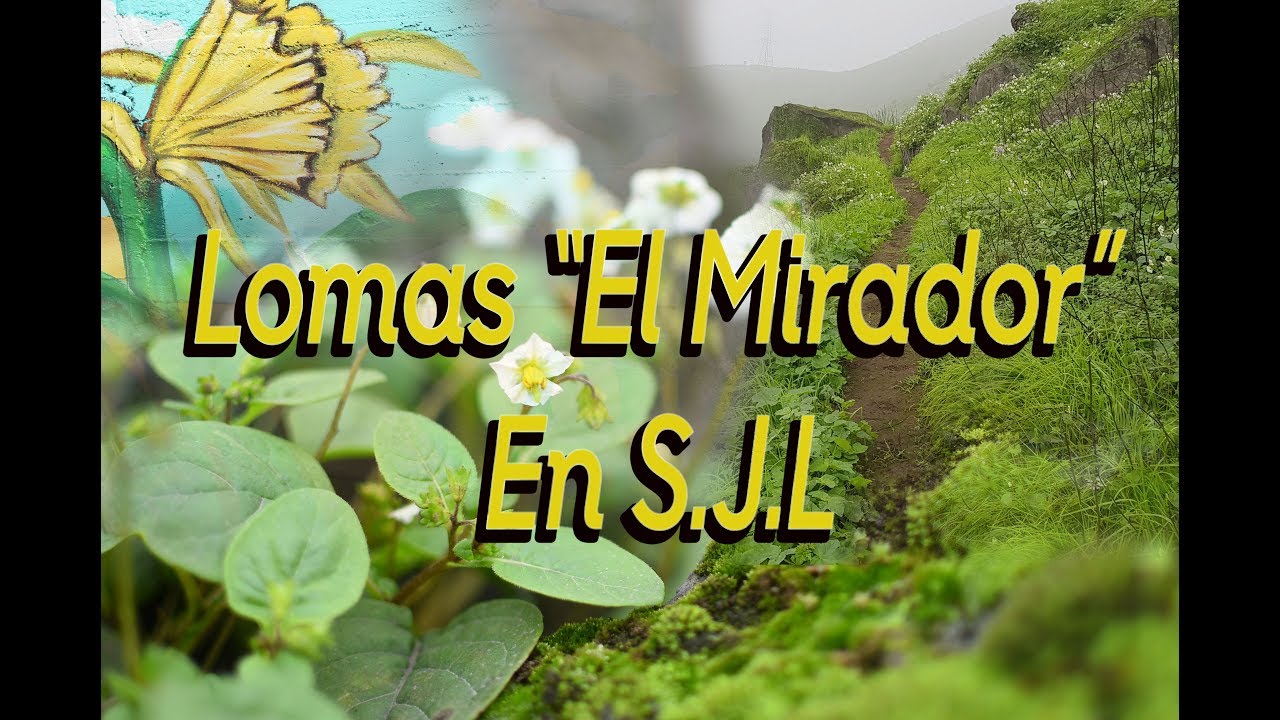 Lomas El Mirador  en San Juan de  Lurigancho