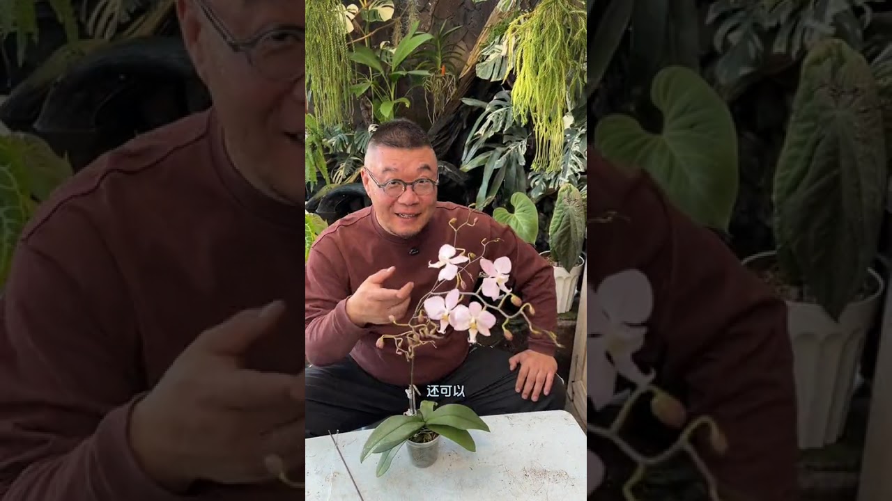 Don't Mess with a Phalaenopsis on the Verge of Blossoming