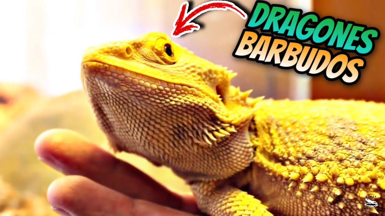 Criadero De Dragones Barbudos, Alan Gamborino Parte 1