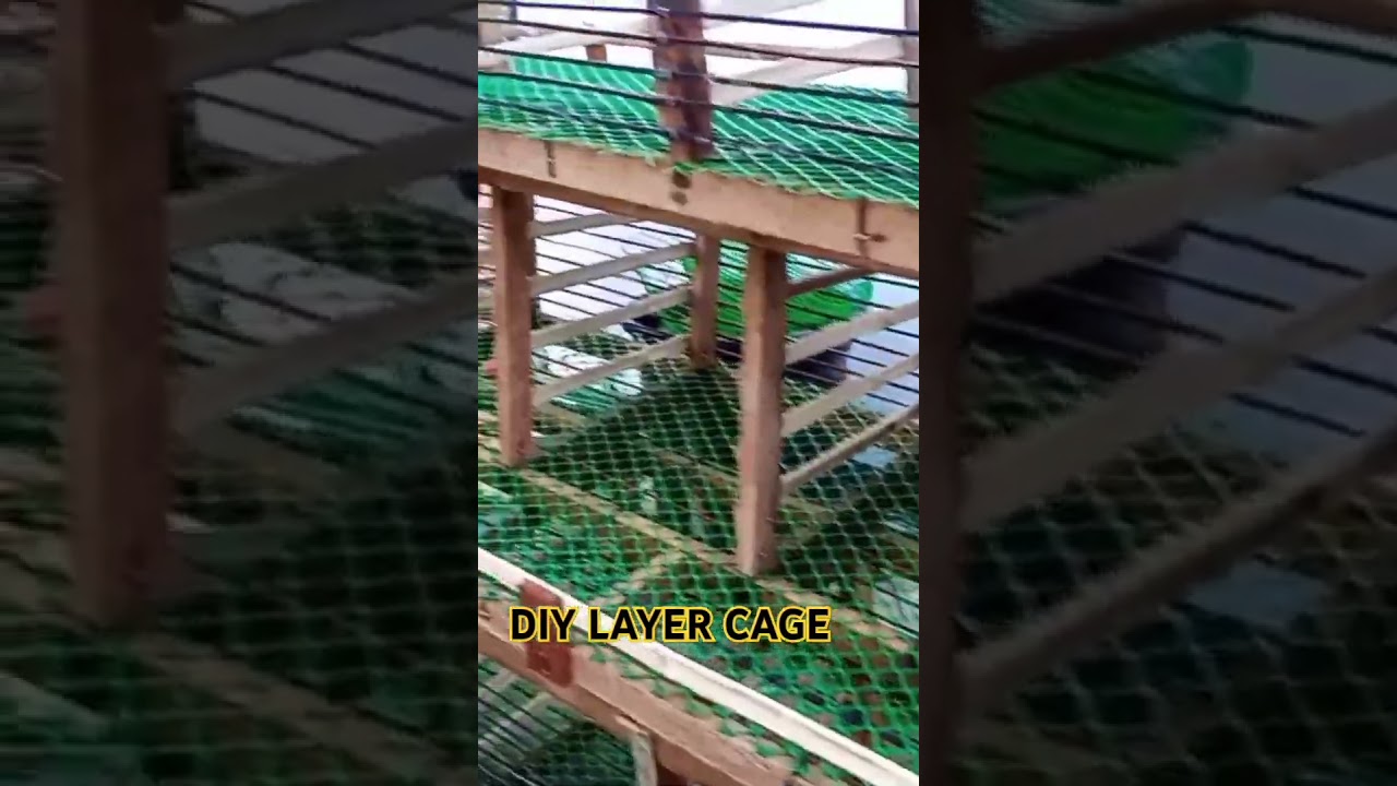 DIY LAYER CAGE || READY TO LAY CHICKEN  #diy  #farming #layerchicken
