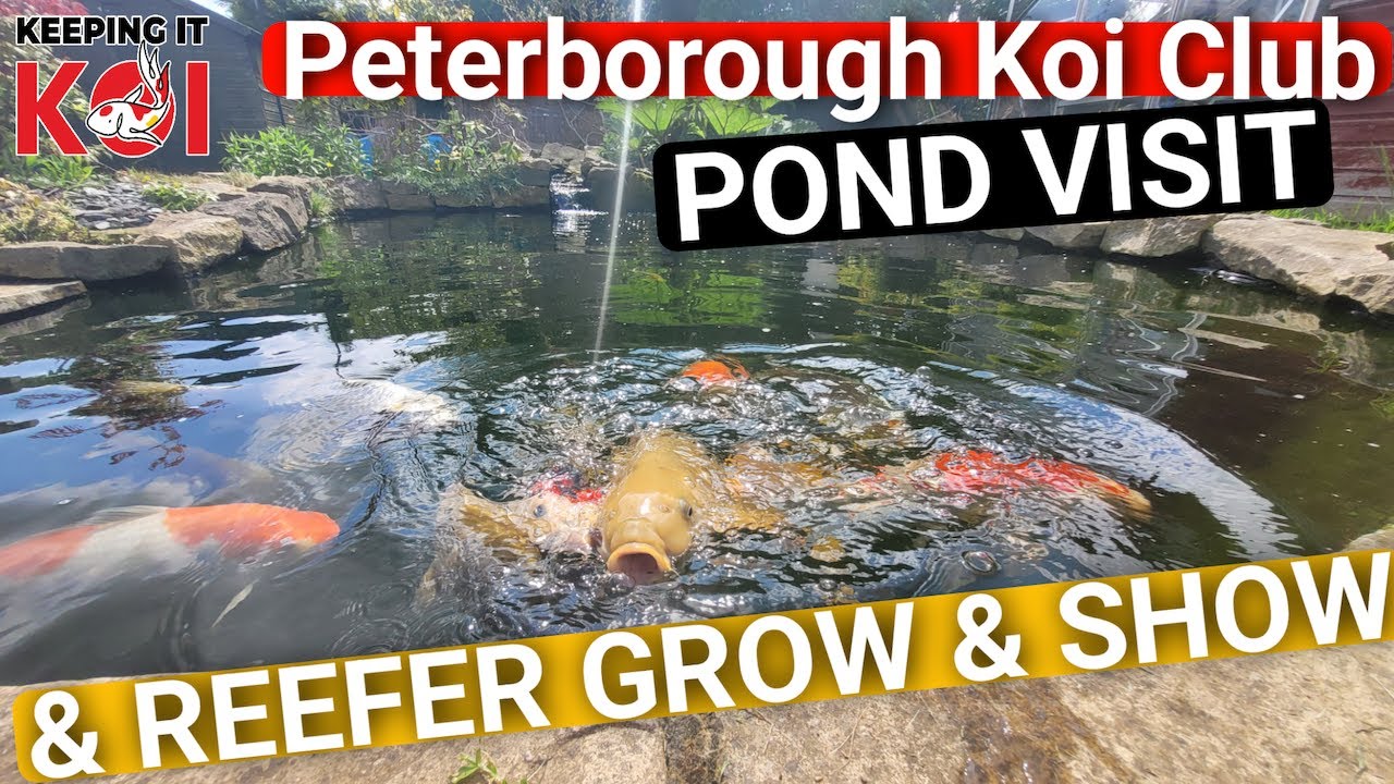 Peterborough Koi Club Pond Visit & My Reefer Grow & Show Goshiki