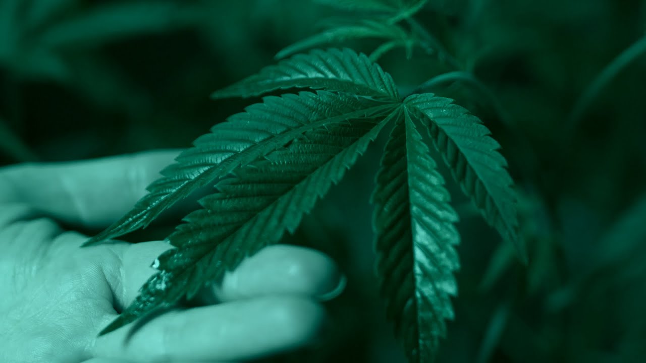 Weed is my best friend Lyrics Video. Song by Netherfriends