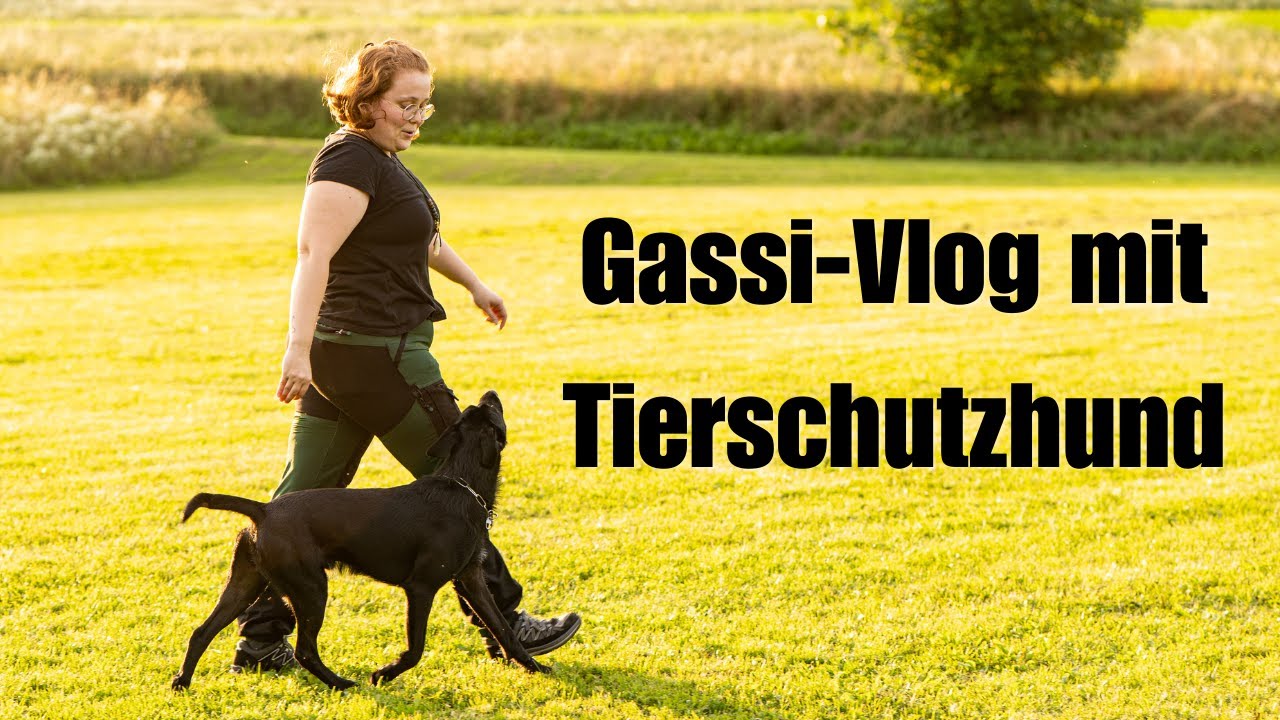 VLOG - Gassi gehen mit Fynn, dem Tierschutzhund - Tolle &Uuml;bungen & Tricks
