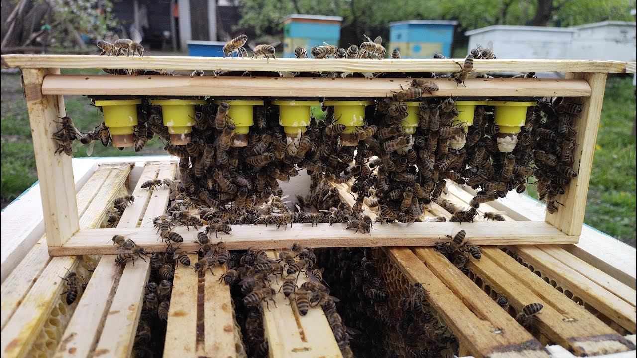 Вывод маток в Альпийском улье. Breeding queen bees in the Alpine hive.