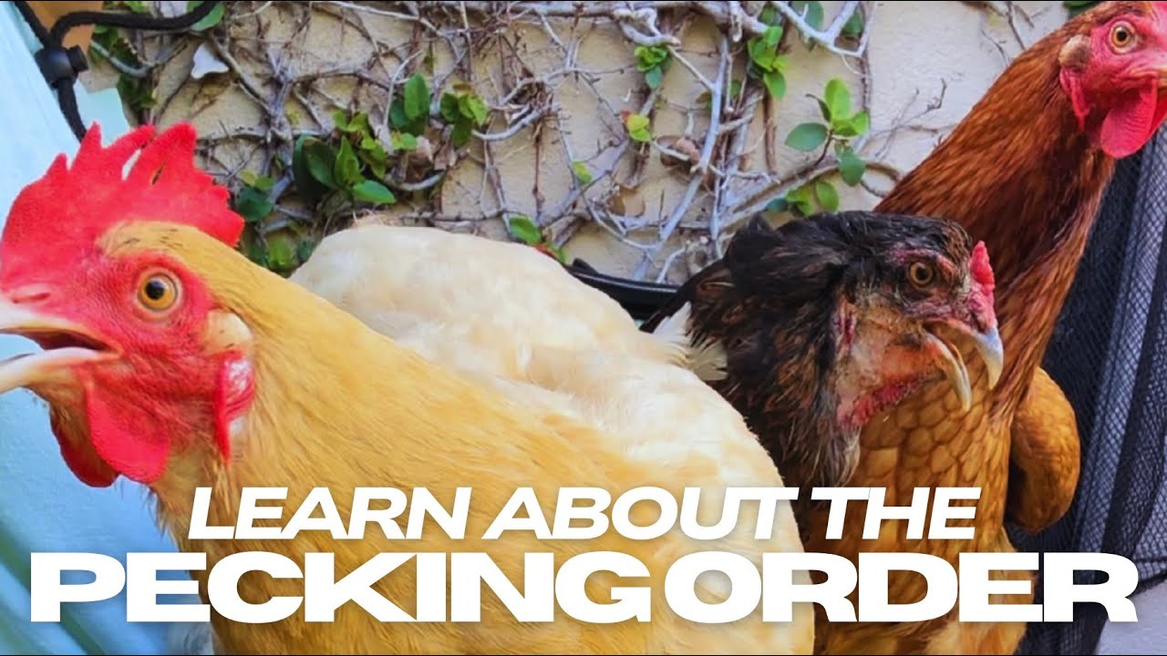 WAIT… Chickens Have a HIERARCHY?! 😱🐔 Learn about the PECKING ORDER!