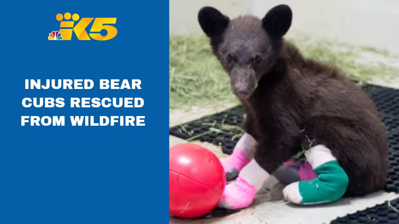 Invisible victims: Bear cubs rescued from recent wildfires