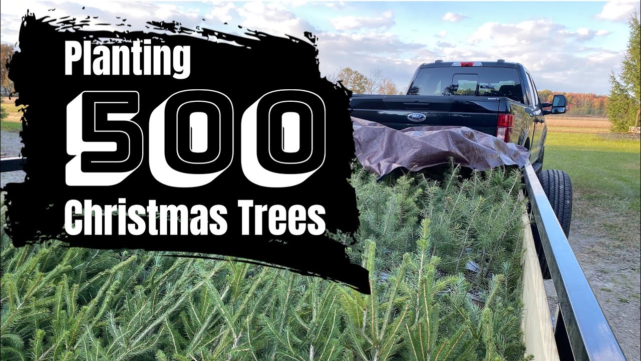 Planting 500 Christmas Trees at Michigan Pines Farm | our first fall | how to plant pine trees