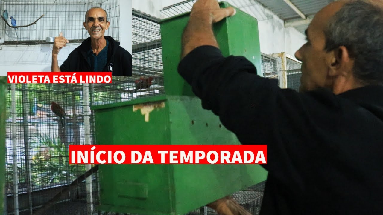 COME&Ccedil;ANDO A COLOCAR NINHO PRA REPRODU&Ccedil;&Atilde;O I EVOLU&Ccedil;&Atilde;O DO VIOLETA I L&Oacute;RIS AINDA N&Atilde;O APARECEU