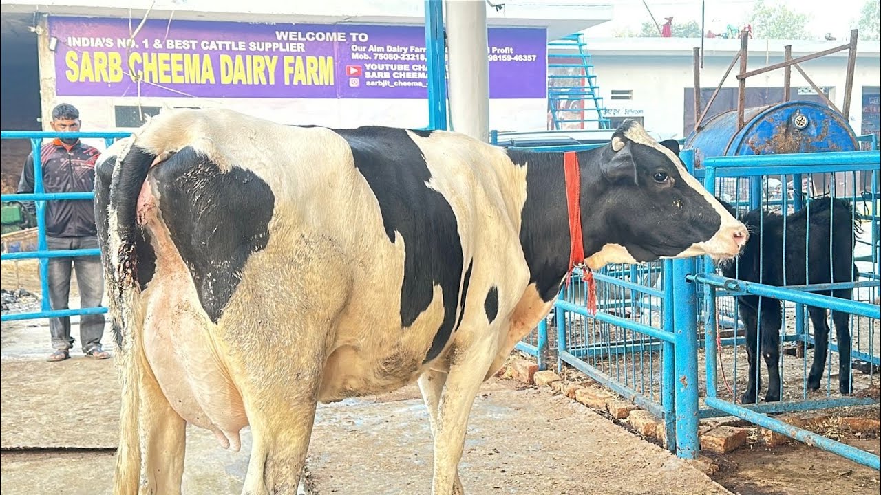 J&k Baramulla dist farmer purchases 7 cows under govt scheme IDDS at SarbCheema Dairy ☎️ 7508023218 