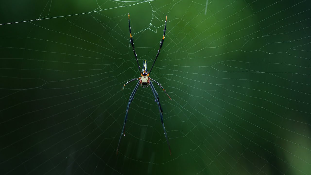 Golden Silk Orb Weaver | Giant Black Wood Spider!