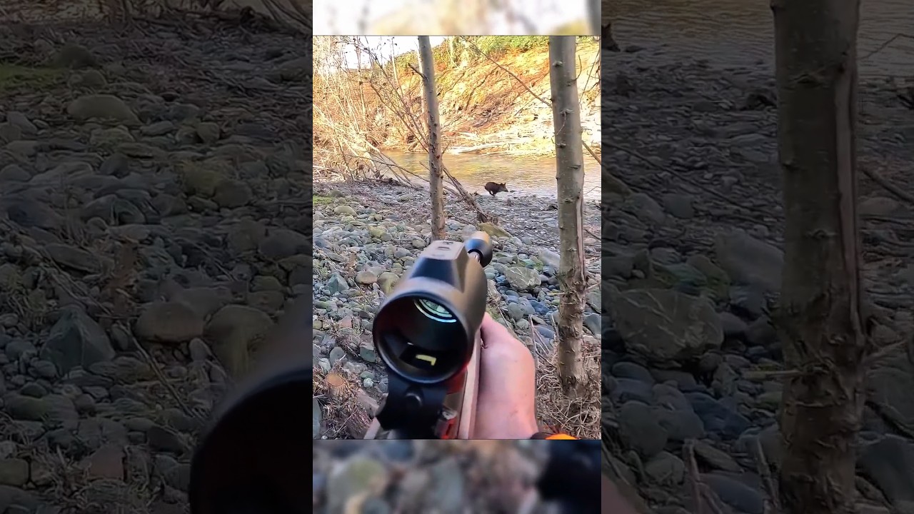 ⭐Охота на кабанов с перегоном &ndash; Дикие кабаны в золотом месте ⭐ #chase🐗#boarhunting 🐗#wildboar