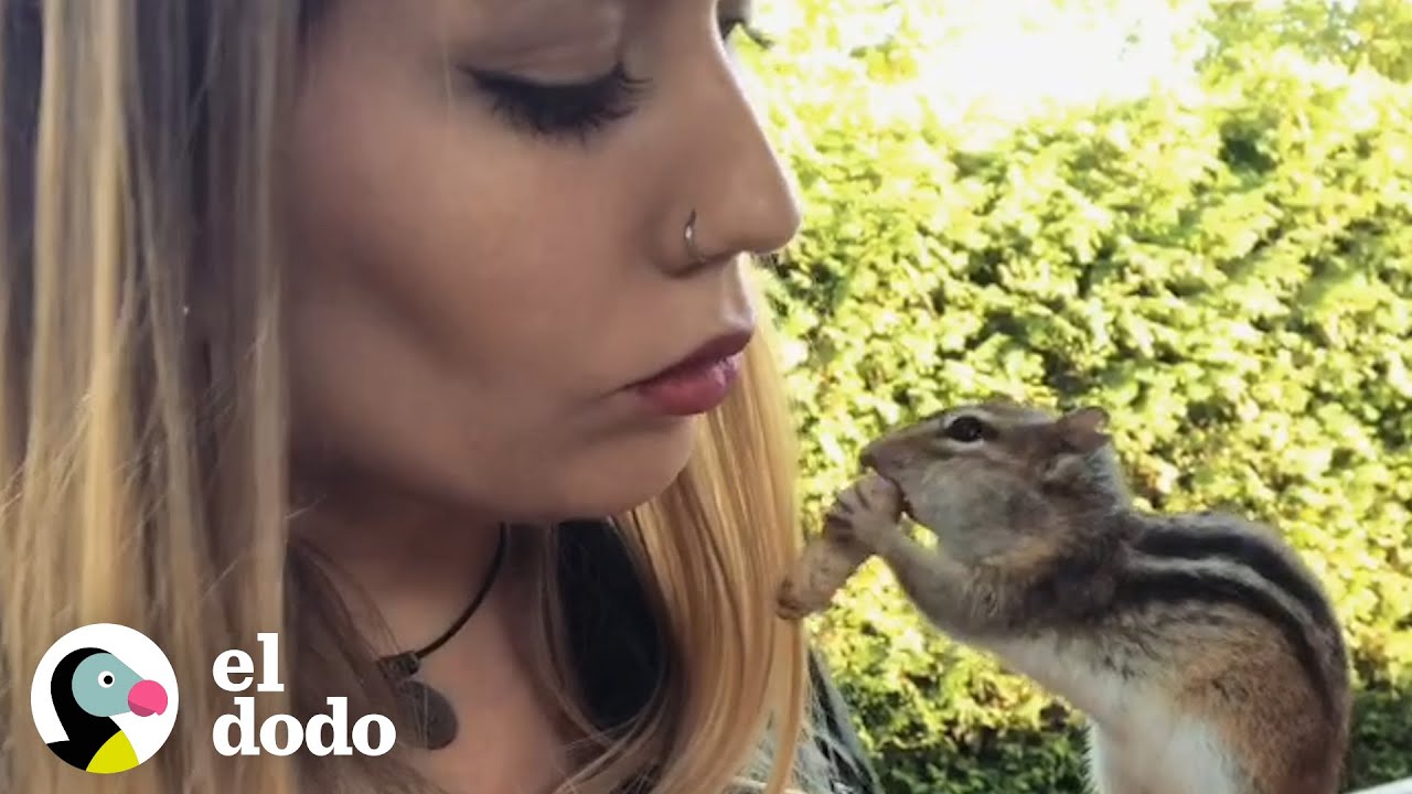 Esta ardilla rayada salvaje visita a su chica favorita todos los d&iacute;as | El Dodo