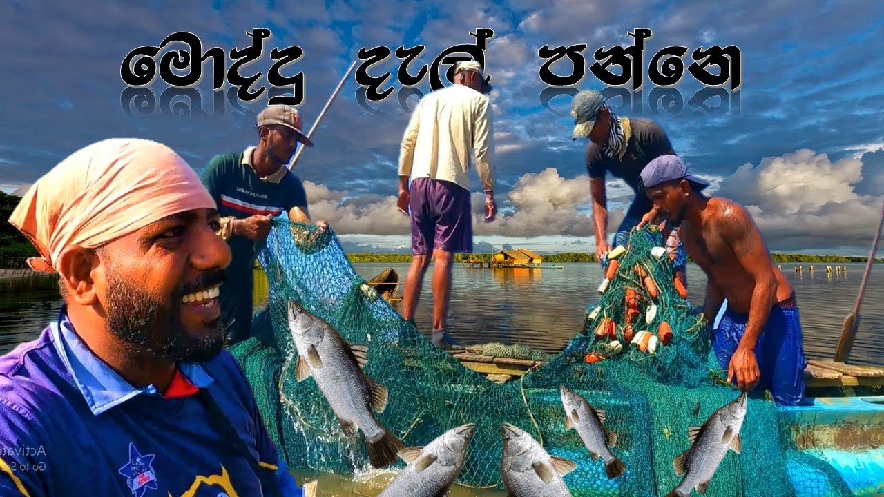 මොද්දු දඩයම | මොද්දු දැල් පන්නෙ | Unbelievable net fishing  @wishwatiyubaya  👣🙄🚷