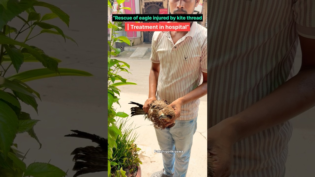&ldquo;Rescue of eagle 🦅🙏injured by kite thread | Treatment in hospital&rdquo; #injured #eagle #shorts #viral