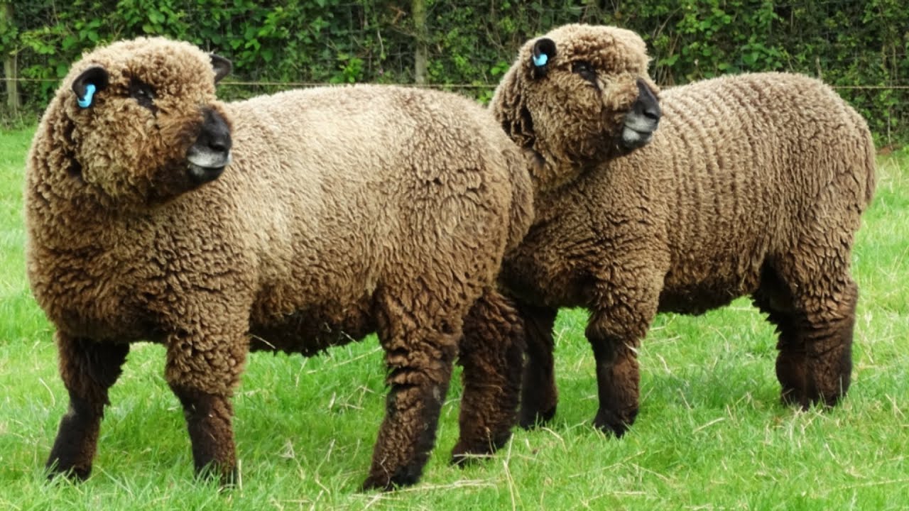 Ryeland Sheep | Dual Purpose Easy Keepers