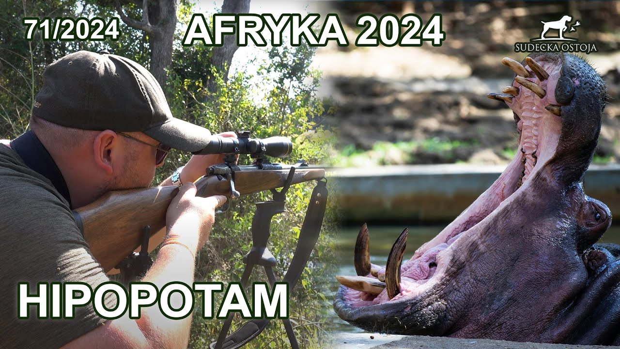Hipopotam - Sudecka Ostoja w Afryce - SUDECKA OSTOJA 71/2024 hunting in South Africa