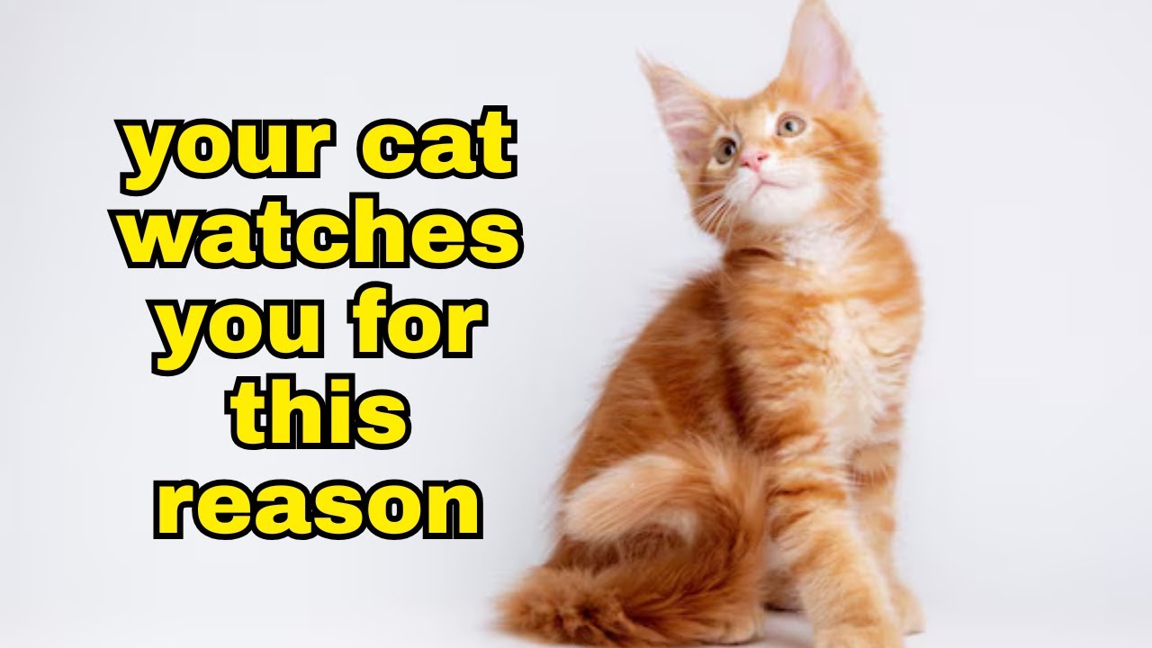 Why Your Cat Is Always Staring At You + 5 Ways To Show Him Love