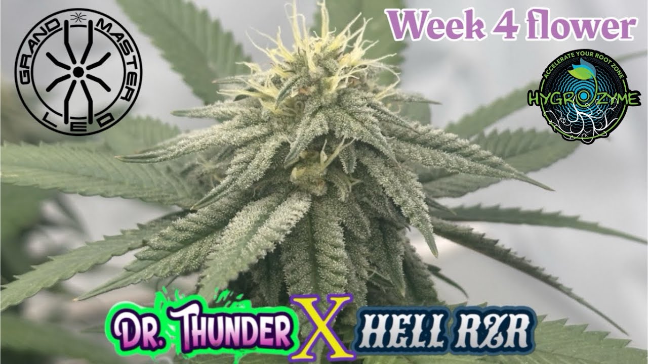 Wk 4 flower hell Rzr x DrThunderunder  @grandmasterlevel master bloom 6 red with tarantula volcano&rsquo;s