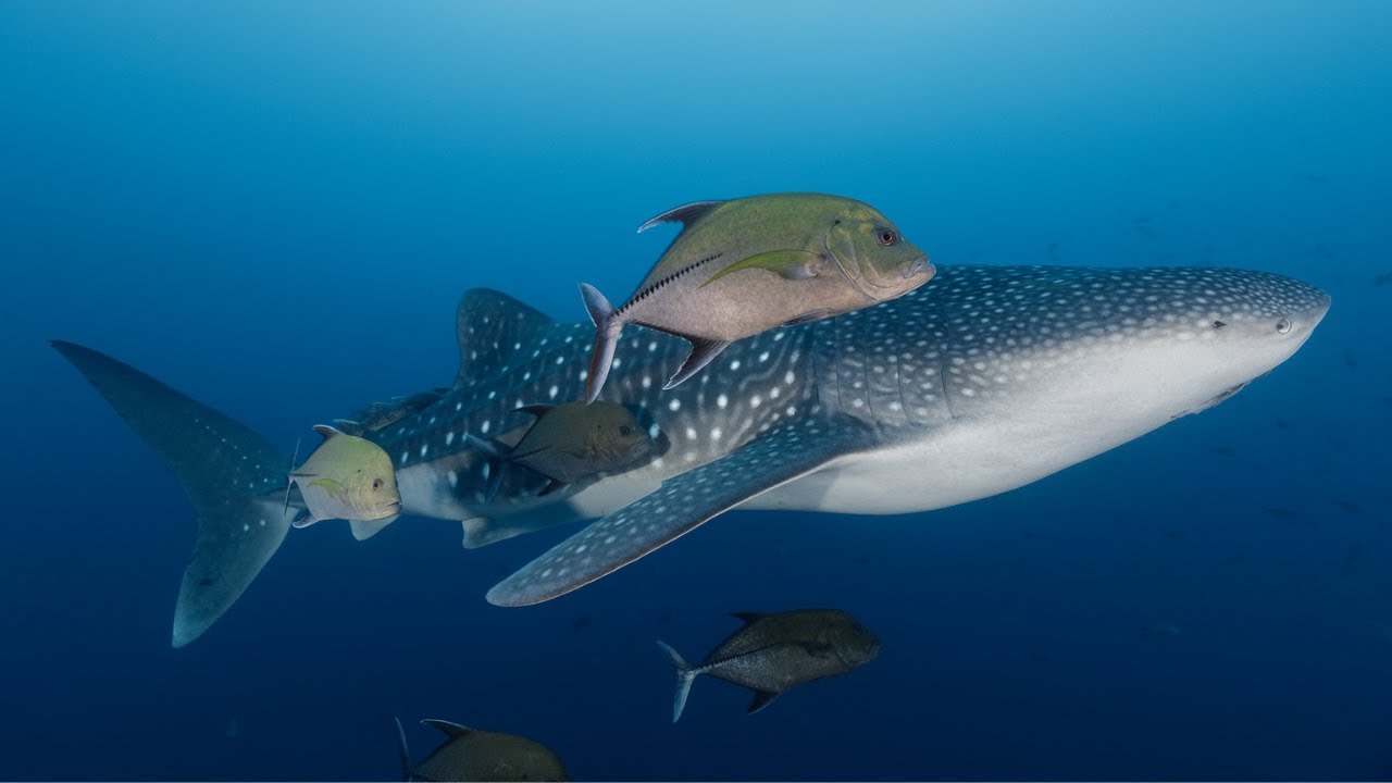 Dive into the Galapagos: A Luxury Liveaboard Experience with Whale Sharks & More!