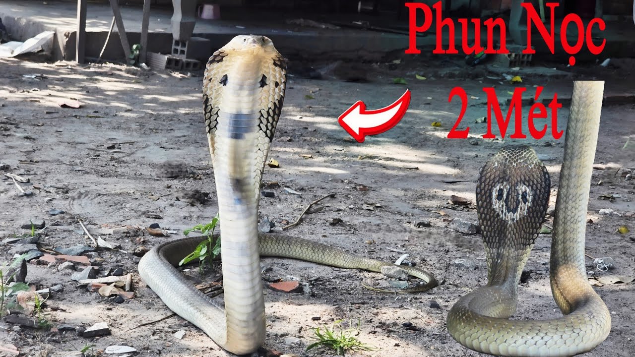 Thu Phục Con Rắn Hổ Mang Biết Phun Nọc Độc Ẩn Nấp Dưới Nền Nhà Suốt Nhiều Năm || Giang Ca SB # 65