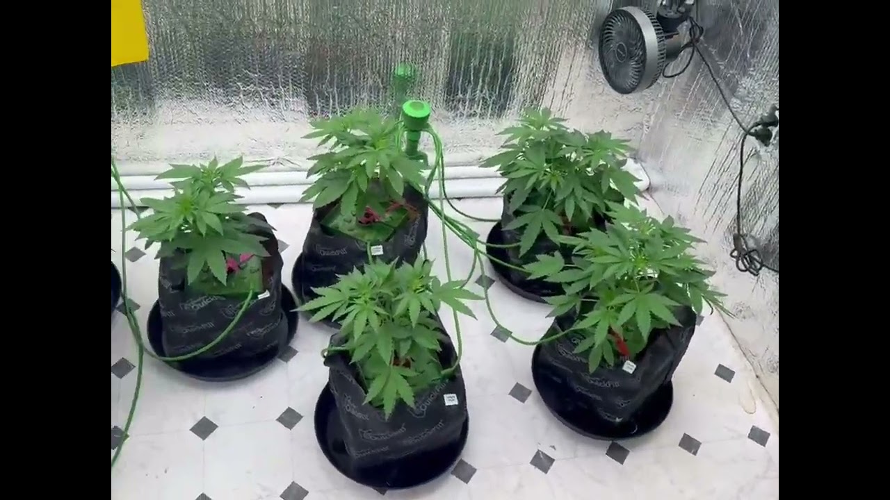 🌱 Week 8: Filling Out Fast! Defoliation Done & Off to the Races 🚀🔥