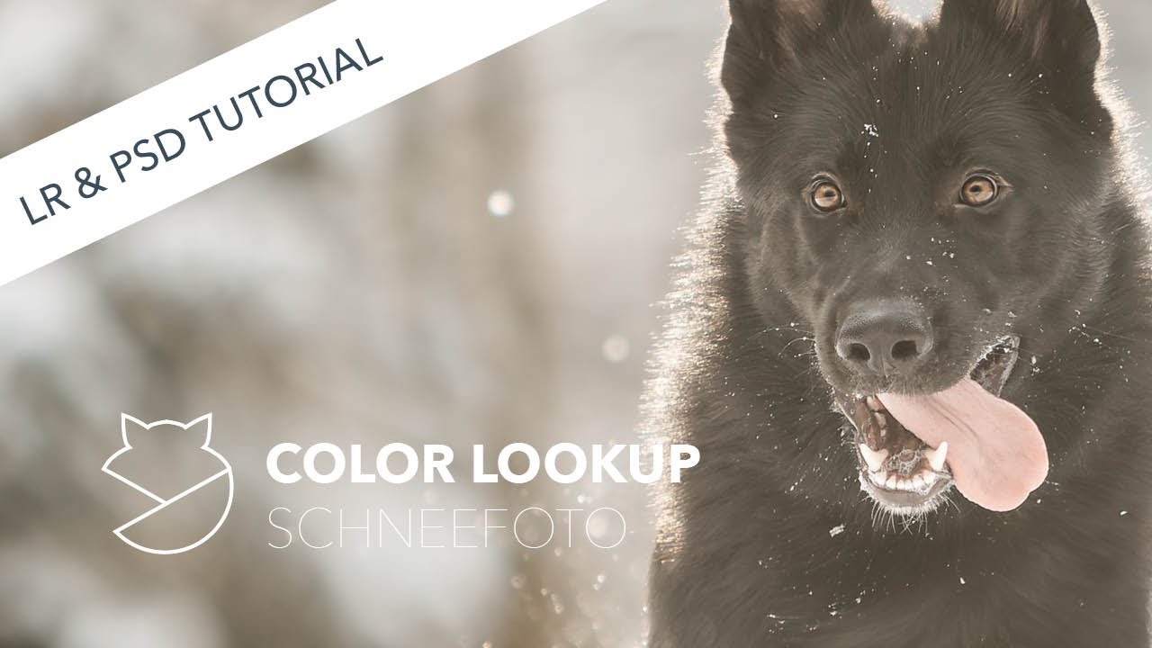 Kompletter Workflow der Bildbearbeitung - Hund im Schnee - mit Lightroom und Photoshop